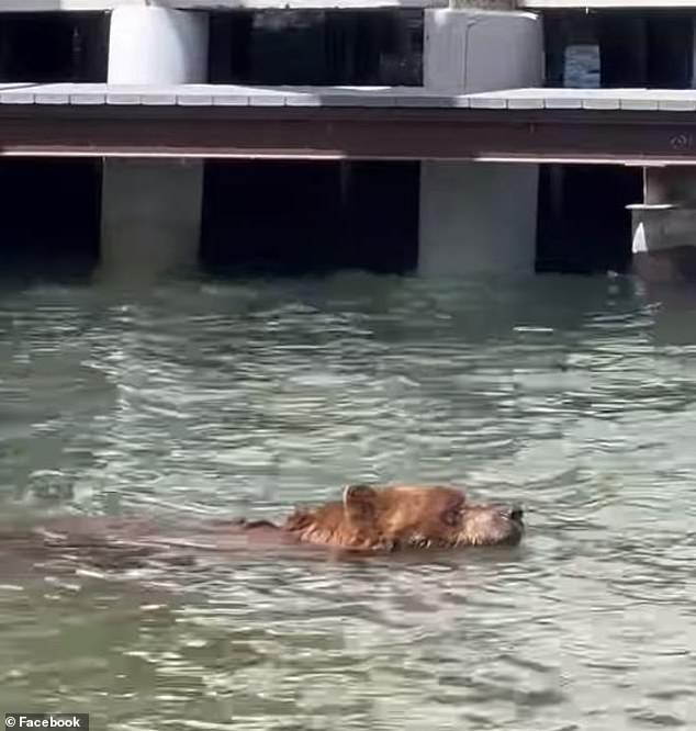 Lisa Enos Martin posted a video on the Facebook group 'I Love Lake Tahoe' showing the bear swimming