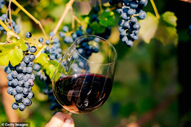 It combines the anti-inflammatory effects of the precious metal with the high levels of antioxidants (disease-fighting molecules found in many plants, including grapes) in Pinot Noir and Cabernet Sauvignon red wine (file image)