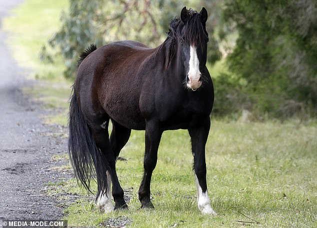 Vanessa Amorosi's last horse still stands on the Narre Warren North estate. Its fate is still unknown