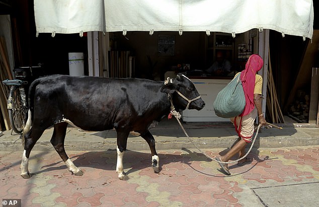 Cow slaughter is banned or regulated in most Indian states for religious and cultural reasons