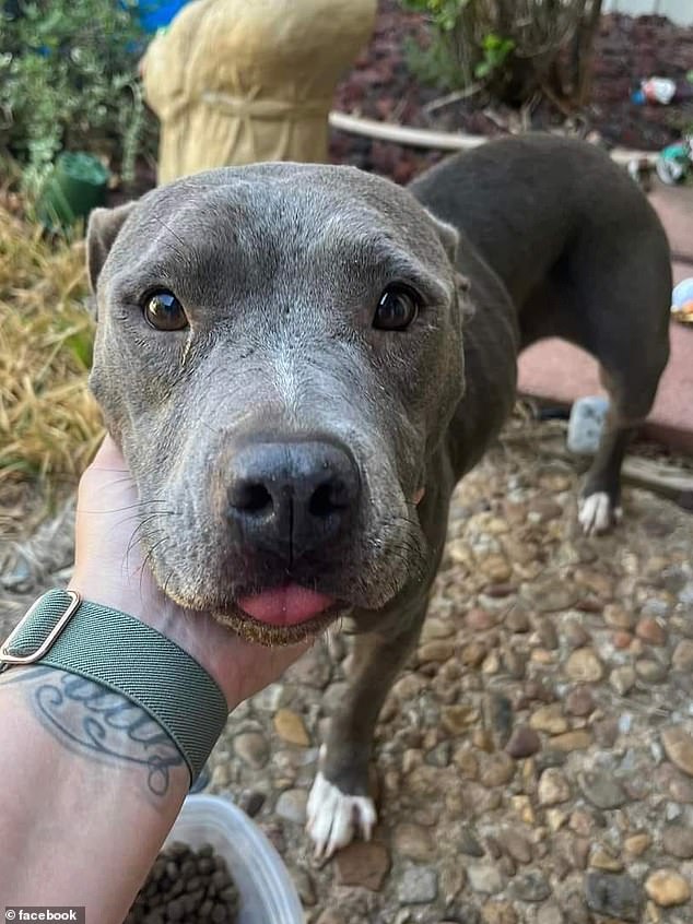 Andora was found by Enid resident Destiny Druse while running down a street. A friend of Druse scanned the lost dog for a microchip, after which they learned her name and began the process of finding her owners