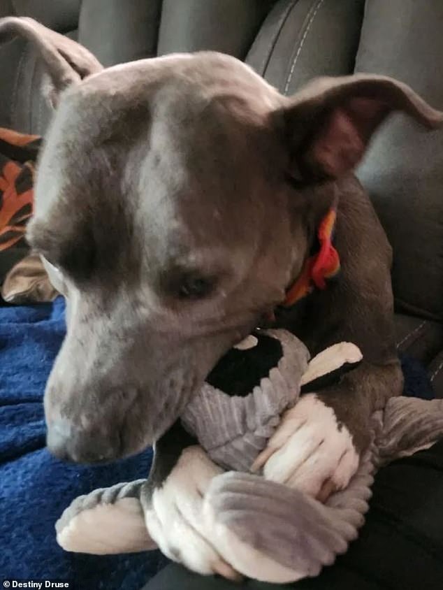 When she got home, Andora ran into the house, found the dog toys and picked one out to play with