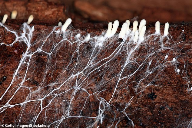 Researchers at Cornell University have developed a system that uses the mycelium of a mushroom (pictured) to control a walking robot