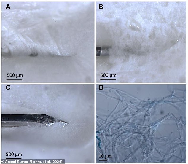 Mycelium is able to produce natural electrical signals and respond to stimuli in the environment. The researchers recorded these signals by growing mycelia around electrodes (see image).