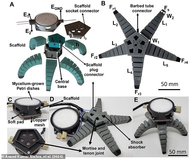 A specialized housing containing a mycelium sample is built into a soft robot that acts as the brain of the walking apparatus