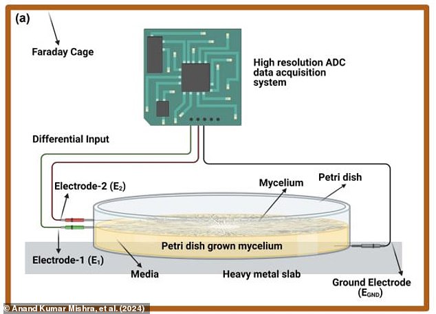 The raw signals from the mycelium (illustrated) are processed to find the natural rhythmic peaks, which are then converted into a control signal for the robot