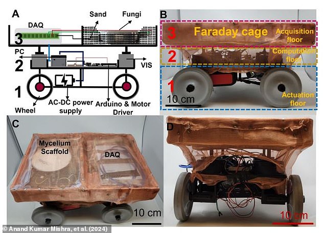 The researchers also created a wheeled robot that uses the mycelium control system to move around and respond to light