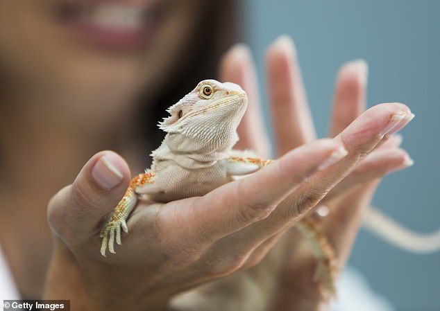 One of the most unusual items left behind by guests was a pet lizard