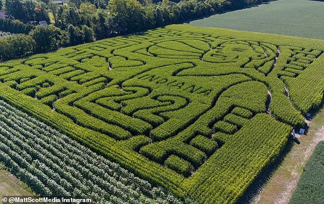 County Line Orchard has redesigned its corn maze in honor of the Indiana Fever star