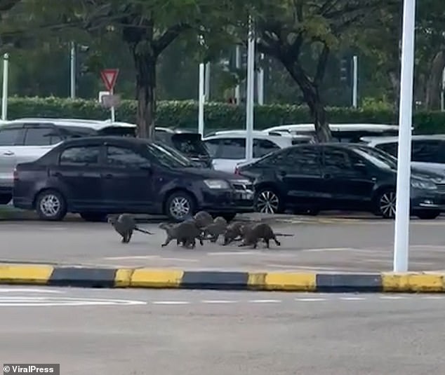 Terrifying footage shows the same ferocious otters running through the car park where they were seen moments after attacking the woman