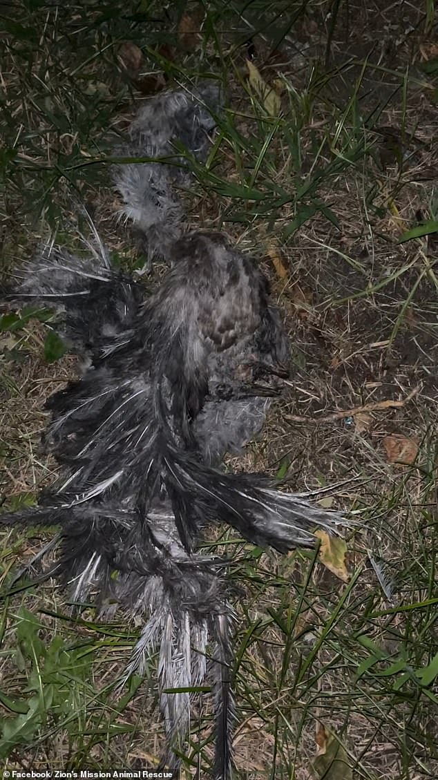 The carcasses of several animals have been found in the areas around Jamaica Bay and Howard Beach, which has now been nicknamed the 'Sacrificial Coasts'