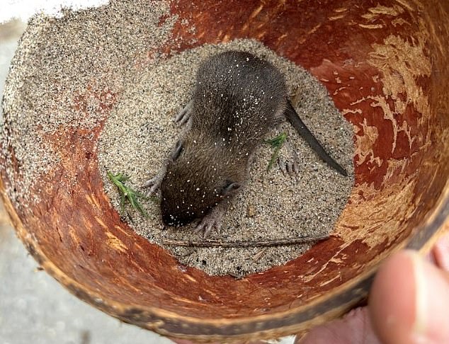 One of the recent discoveries was this newborn rat that was locked in a plastic bag with a coconut and some chicken bones