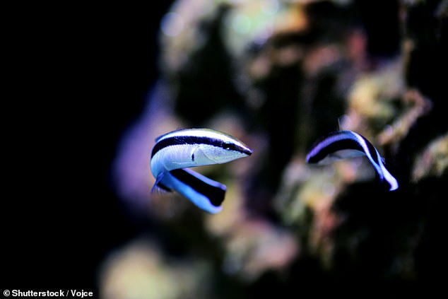 After looking at themselves in the mirror, the fish competed with the photo of a smaller fish, but not with the photo of a larger one