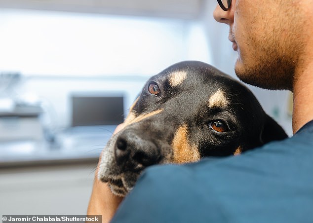 The study found that having a dog nearby can reduce pain more effectively than the presence of another human (archive photo)