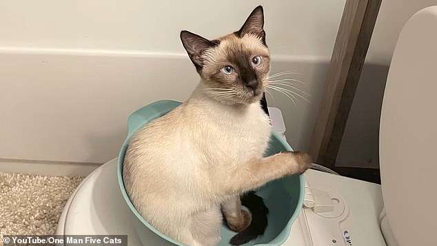 A woman named Carli Jay shared in a now-deleted TikTok that an automatic litter box she purchased on Amazon allegedly killed her beloved Siamese cat named Mochi (pictured)