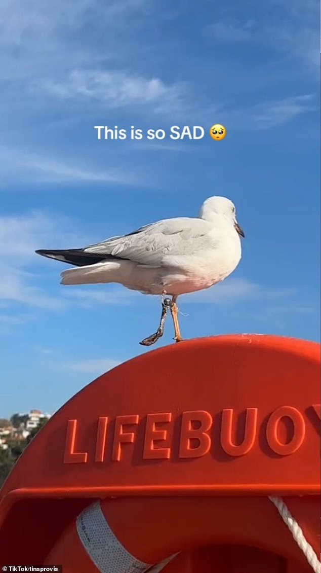 From a distance the bird looked fine, but when she zoomed in, Tina saw that one of its legs had been severed by fishing line. Not only that, the line had somehow gotten tangled up in other parts of the gull's body, and the decomposing leg was hanging from it.