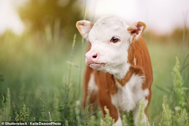 At least eight calves (stock photo) were injured in the incident, one of which was euthanized after suffering a suspected broken back