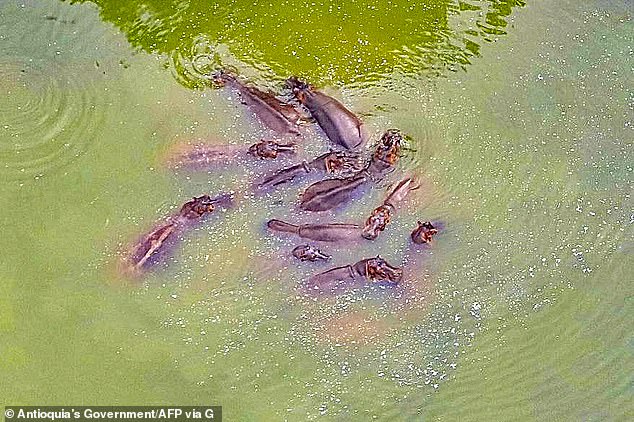 Experts have warned that the hippo population could rise to more than 1,000 if left unchecked, raising concerns about the risk to human life and local species.