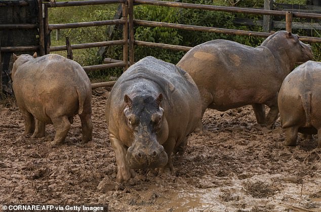 Scientists have raised alarms about the impact of their waste on local waterways, as a single hippo can produce up to 20 pounds of feces daily