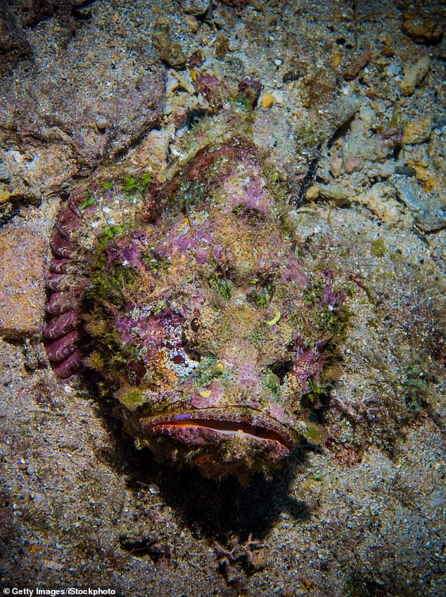 Estuary stonefish (pictured), which have excellent camouflage skills, are dangerous to humans because they contain a toxic chemical known as verrucotoxin, which can cause intense pain