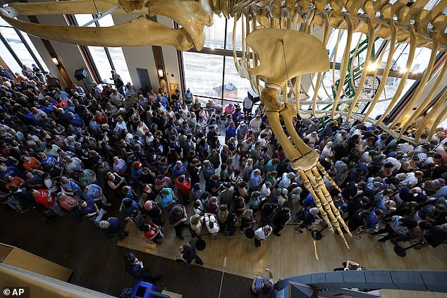 Supporters stand beneath a hanging skeleton of a fin whale in the Galleria of the Grand Rapids Public Museum waiting to hear Democratic vice presidential candidate, Minnesota Gov. Tim Walz, speak Thursday