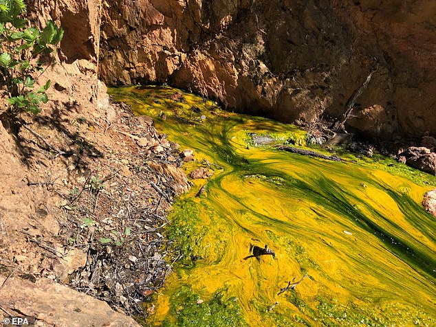 The EPA discovered dangerous levels of metals and highly acidic water flowing from the mine into a nearby creek