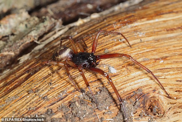 Egyptian doctors told Hunt he was likely the victim of a bite from a false widow spider (pictured) or a brown recluse spider