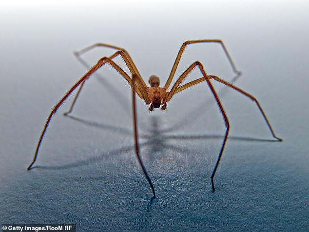 Neither the false widow nor the brown recluse spider (pictured) are native to the UK, although they have been introduced here via fruit shipments and other imports