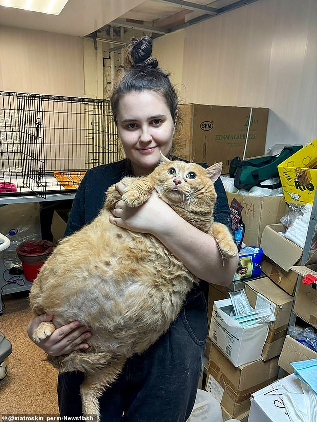 The 37-pound cat was found alive in a basement before being rescued and put on a diet