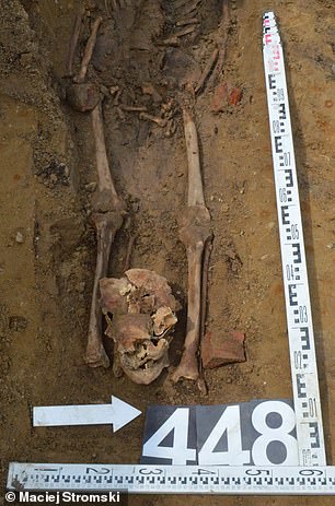 Skeleton 448 of 450 discovered in the village of Luzino in northeastern Poland