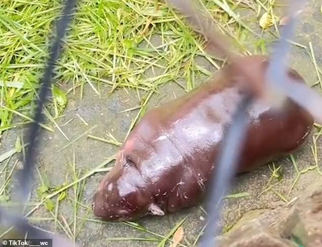 A screenshot from a video on social media showing a visitor throwing water on the baby hippo