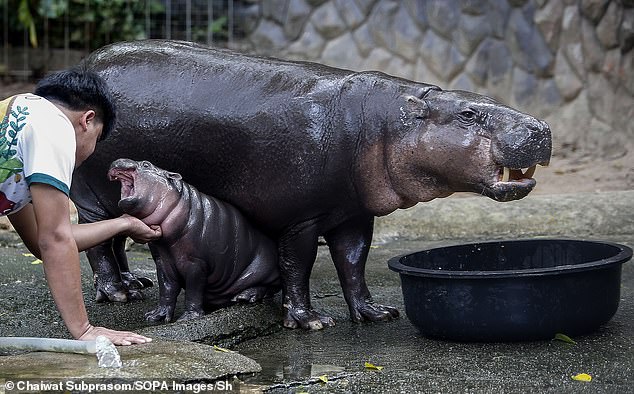 A zoo employee plays with Moo Deng at Khao Kheow Open Zoo