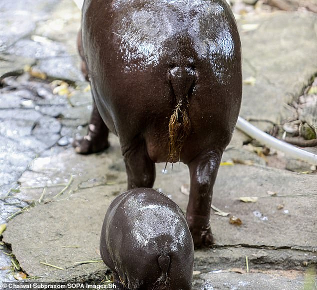 Moo Den walks with her mother Jona, 25 years old, at the Khao Kheow Open Zoo