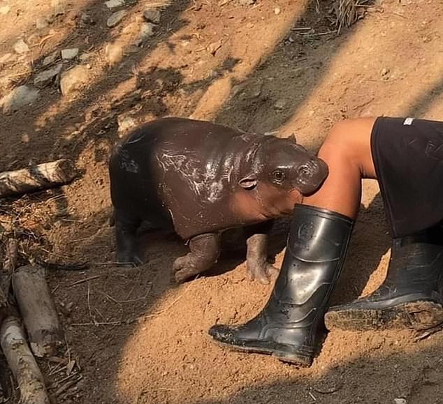 Moo Deng playfully bites zookeeper's leg after becoming an internet sensation