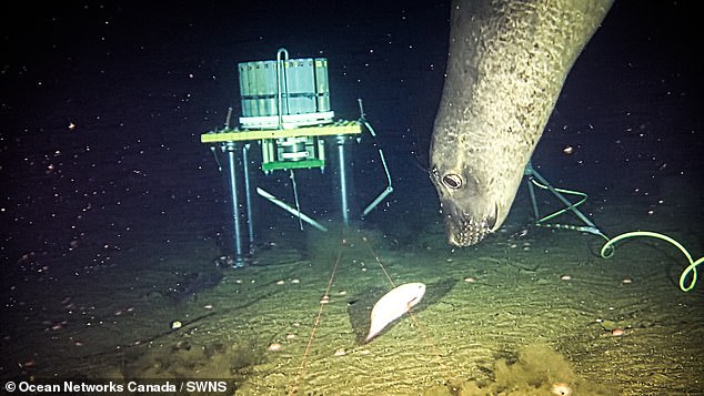 Scientists believe the seals are attracted to the sonar waves and light emitted by the underwater cameras.