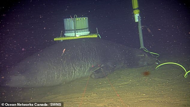 The ability of seals to repeatedly visit the same location for extended periods (more than 10 days) was due to the sound generated by the sonar equipment