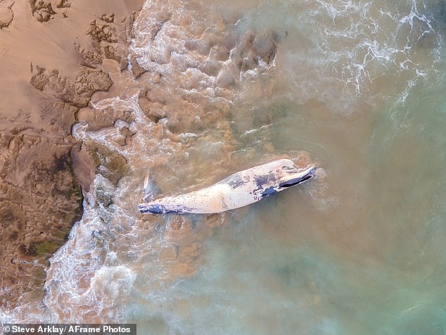 VFA officials are assisting conservationists and park rangers with the management of the carcass (pictured) and people have been warned of shark activity in the area