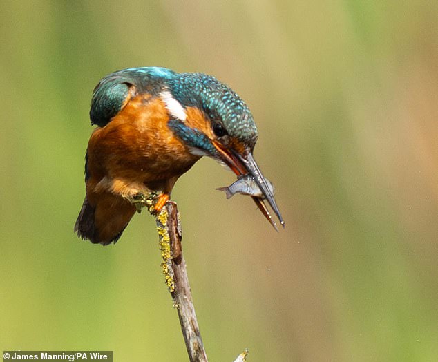 Paleontologists compared the ancient bird to a modern kingfisher based on the shape of its long, serrated beak