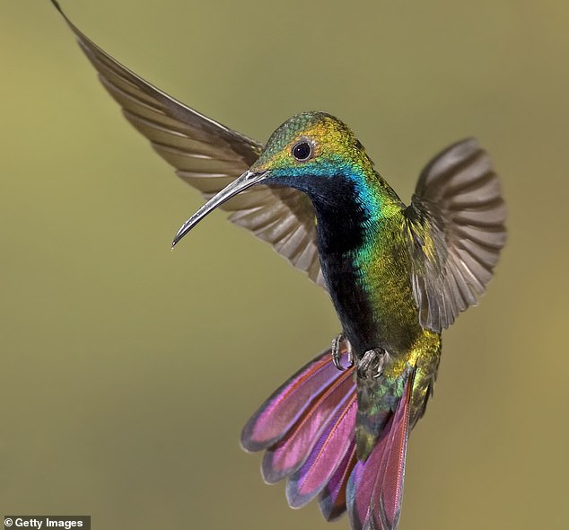 Researchers think a better comparison for how Longipteryx used its beak is the modern hummingbird