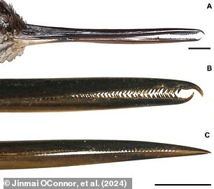 Several modern hummingbirds have developed tooth-like 