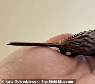 The Androdon aequatorialis hummingbird (pictured) uses its teeth to fight off other members of its species; researchers believe Longipteryx may have done the same