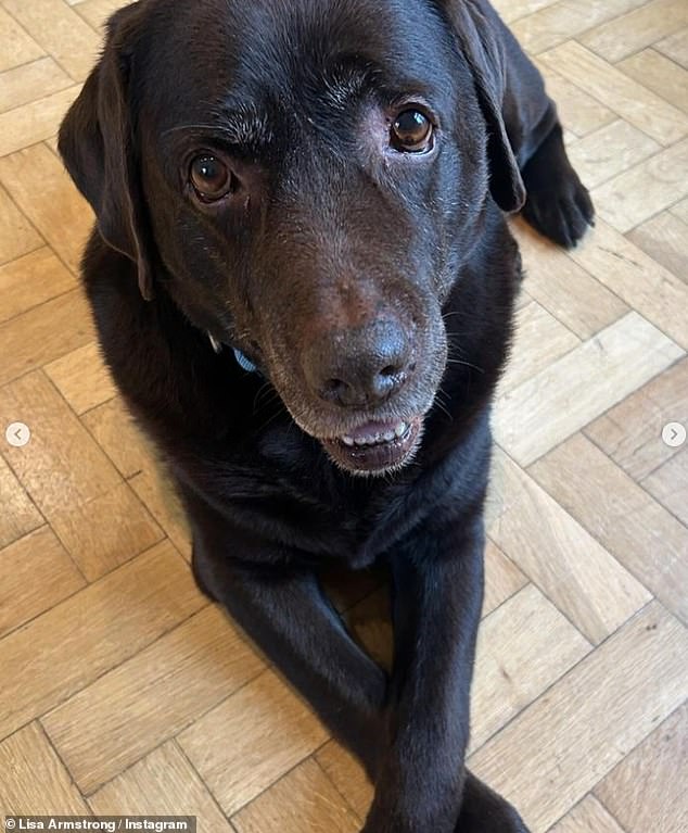 The former couple never had children, but adopted chocolate Labrador Hurley in 2013 — and they've been locked in an ongoing custody battle over the dog