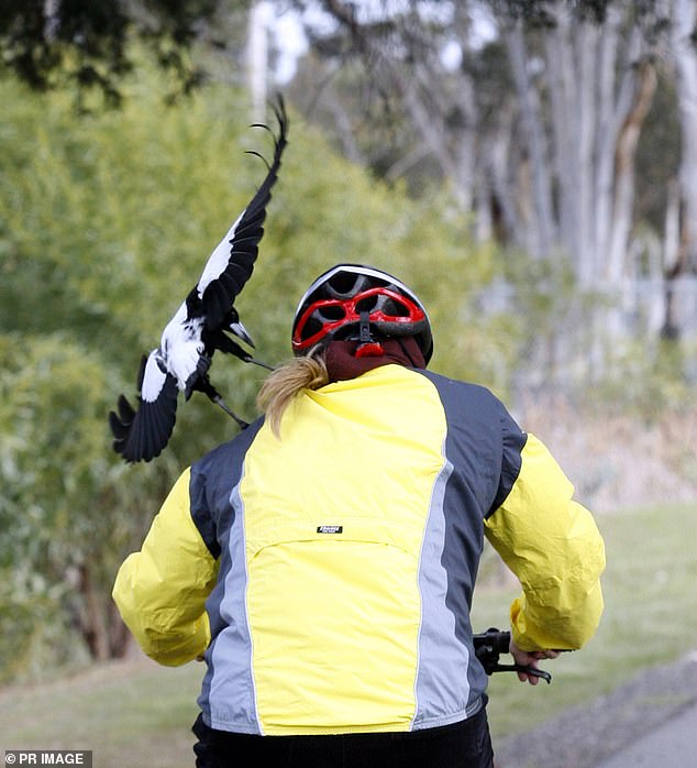 Despite the number of attacks this year, the number of weekly attacks has fallen by 87 percent compared to the six-year average (pictured is a magpie attacking a cyclist)