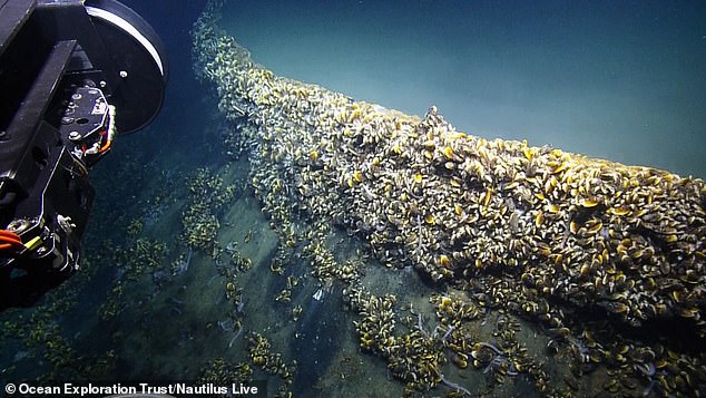 The wall of the pool is held together by a colony of mussels that thrive in the toxic water