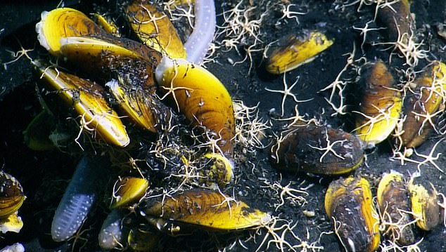 These mussels (pictured) contain bacteria in their gills that can convert dissolved gases into energy for their hosts and maintain an active ecosystem with many different species.