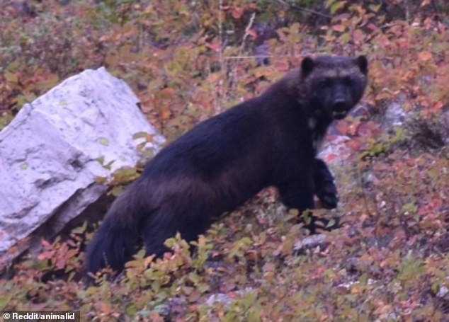 The hiker later explained that he had seen the wolverine while hiking with his wife to Cracker Lake in Glacier National Park in September 2017