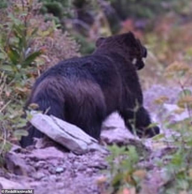 The Reddit poster wrote: 'This guy walked right into our cooking area while camping in Montana, what could it be?'