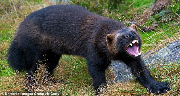 Wolverines resemble small bears, but are actually the largest member of the weasel family