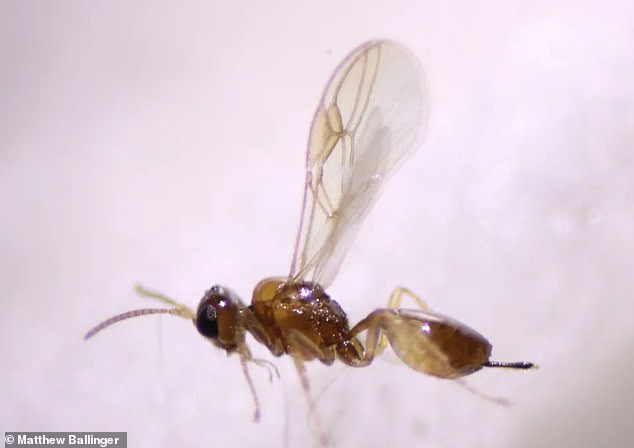 Adult S. perlmani wasps can parasitize several species of fruit flies