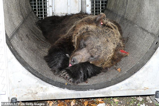 The bear, JJ4, was tranquilized (pictured) and is now in custody after being spared by the country's Supreme Court. JJ4 was responsible for the first fatal beating in Italy in 150 years